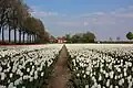Field of flowers