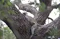 Varlet monkey