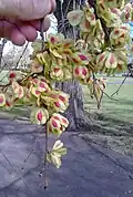 Samarae