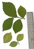 Short-shoot root-sucker leaves of Cornish elm, Edinburgh
