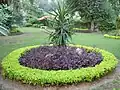 Another plantation