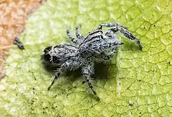 Abracadabrella elegans (Elegant Fly Mimic) from Townsville QLD an Australian Jumping Spider. Male, body length 3.8 mm