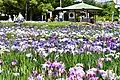 Aburagabuchi park