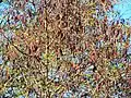 rufous seed pods