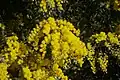 Inflorescences