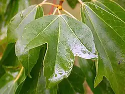 Leaf