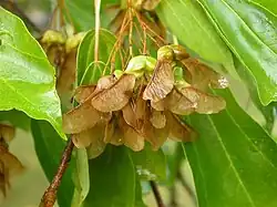 Seeds