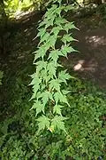 Leaves, Rogów Arboretum, Poland