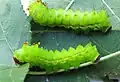 4th-instar larvae