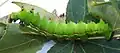 Fifth-instar larva
