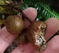 Wild Actinidia chinensis var. setosa fruit