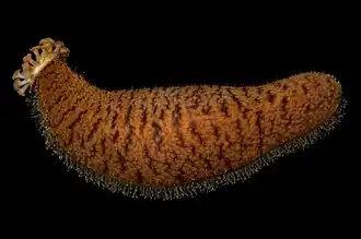 Actinopyga echinites