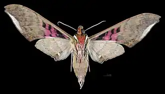 Male ventral