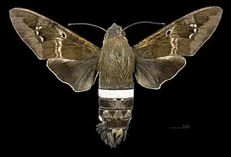 Female dorsal