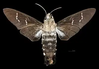 Female ventral