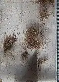 Seeds