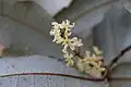Male flower