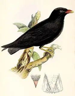 Perched large black swallow with red eyes and bill