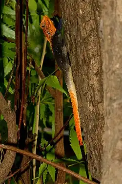 Male