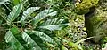 Stem with opposite leaves, next to ancient Chamorro latte stone. Hilaan, Dededo, Guam