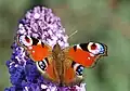 With its wings open, the peacock butterfly displays startling eyespots.