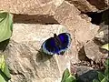 The species basking on a rock