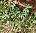 Growing plant