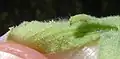 Calyx with stellate hairs