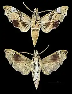 Aleuron iphis