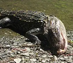 Young alligator eating worms