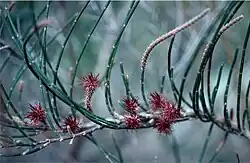 Female cones