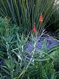 The rare "red-flowered" form (sometimes called var. rubriflora)