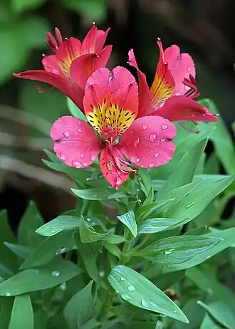 Image 10 Alstroemeria Photograph: Muhammad Mahdi Karim Alstroemeria × hybrida, an Alstroemeria hybrid, at the Lal Bagh Botanical Gardens in Bangalore, India. The genus consists of some 120 species and is native to South America. More selected pictures