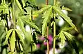 Leaves