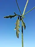 Leaf, hairs stellate (Slovenia)