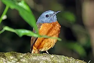 male