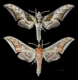 Ambulyx japonica