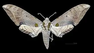 Female dorsal view