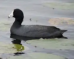 Adult