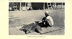 Image 4An Itneg shaman offering pigs to anito spirits, 1922 (from Culture of the Philippines)