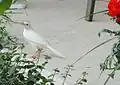 An albino grackle in Peterborough, Ontario