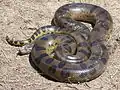 Green anaconda