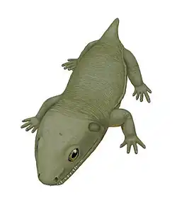 Anconastes vesperus, of the late Carboniferous of New Mexico