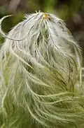 In Kootenay National Park, Canada