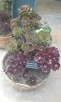 Potted