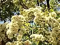 Inflorescence