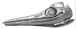 Drawn skull of a marine reptile on a white background.
