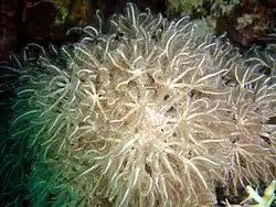 Anthelia glauca