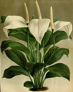 From L'illustration horticole, 1877