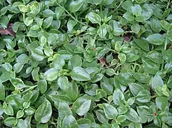 On ground
